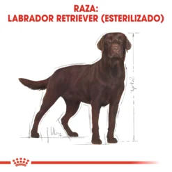 Royal Canin Labrador Retriever Adulte Sterilised -Trixie Soldes Magasin 128927 rc bhn labradorsterilised cv eretailkit 1 es es 5