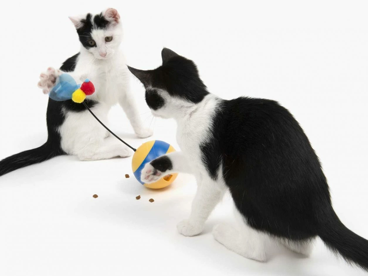 Catit Jouer à L'abeille Tumbler Bee Jouet Interactif 8 Catit Jouer à L'abeille Tumbler Bee Jouet Interactif – Image 6