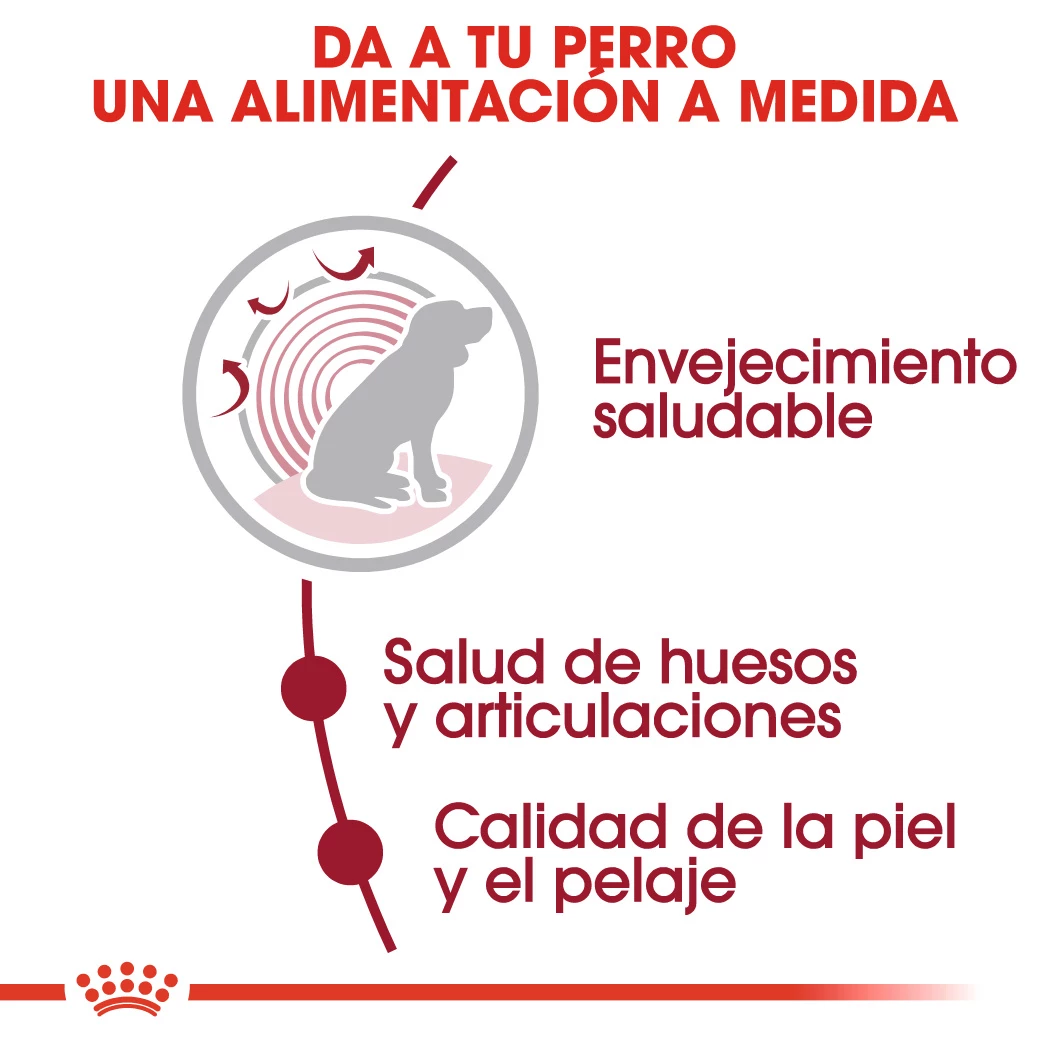 Royal Canin Tourteau Medium Ageing +10 6 Royal Canin Tourteau Medium Ageing +10 – Image 4