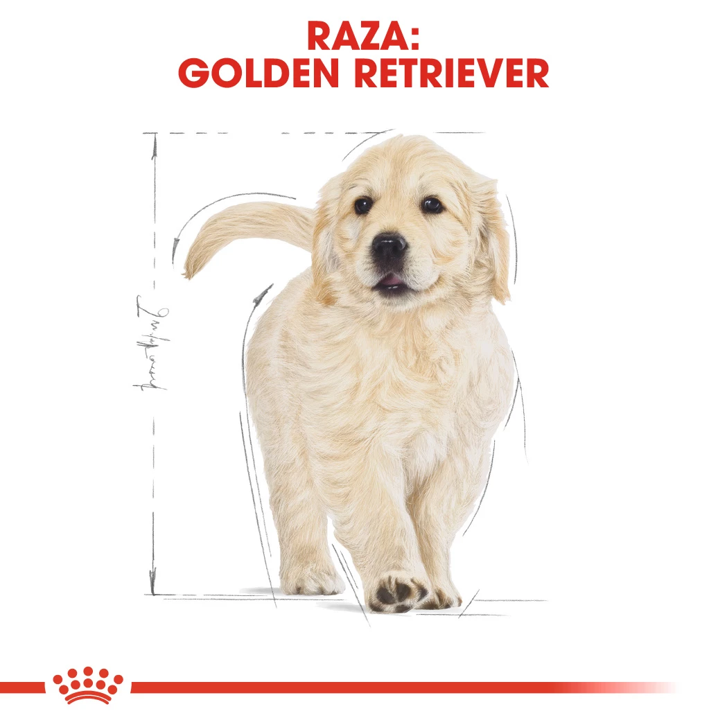 Royal Canin Golden Retriever Puppy Aliment Pour Chiots 8 Royal Canin Golden Retriever Puppy Aliment Pour Chiots – Image 6