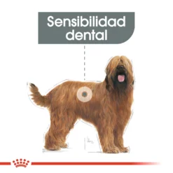 Royal Canin Maxi Dental Care -Trixie Soldes Magasin 165510 rc ccn dentalmaxi cv eretailkit 1 es es 4