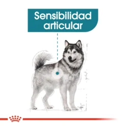 Royal Canin Maxi Joint Care Grands Chiens Adultes Avec Sensibilité Articulaire -Trixie Soldes Magasin 165754 rc ccn jointcaremaxi cv eretailkit 2 es es 4