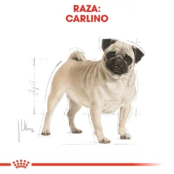 Royal Canin Tourteau Pug Adult -Trixie Soldes Magasin 169 3 2