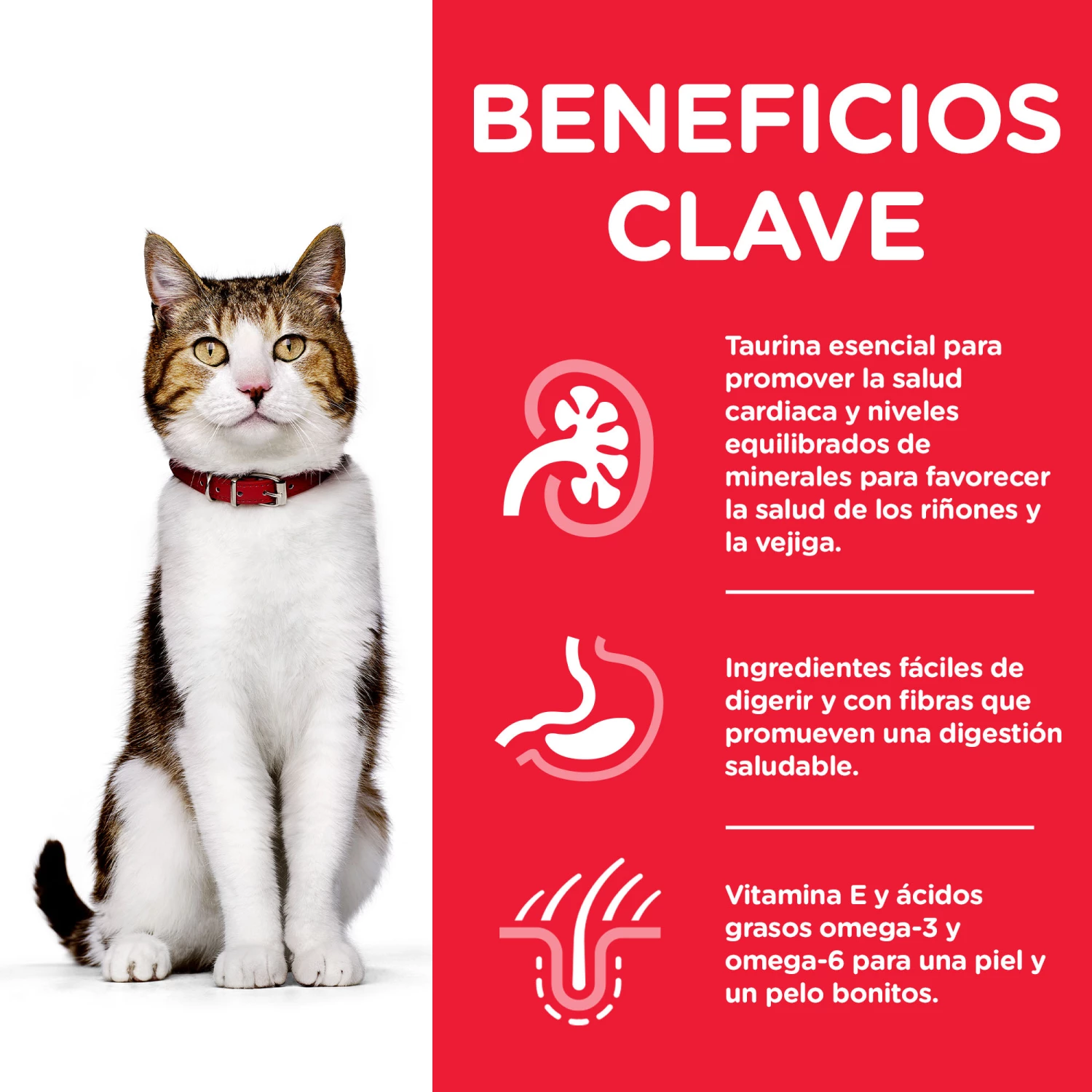 Hill's Science Plan Adult Senior 7+ Au Poulet 4 Hill's Science Plan Adult Senior 7+ Au Poulet – Image 2