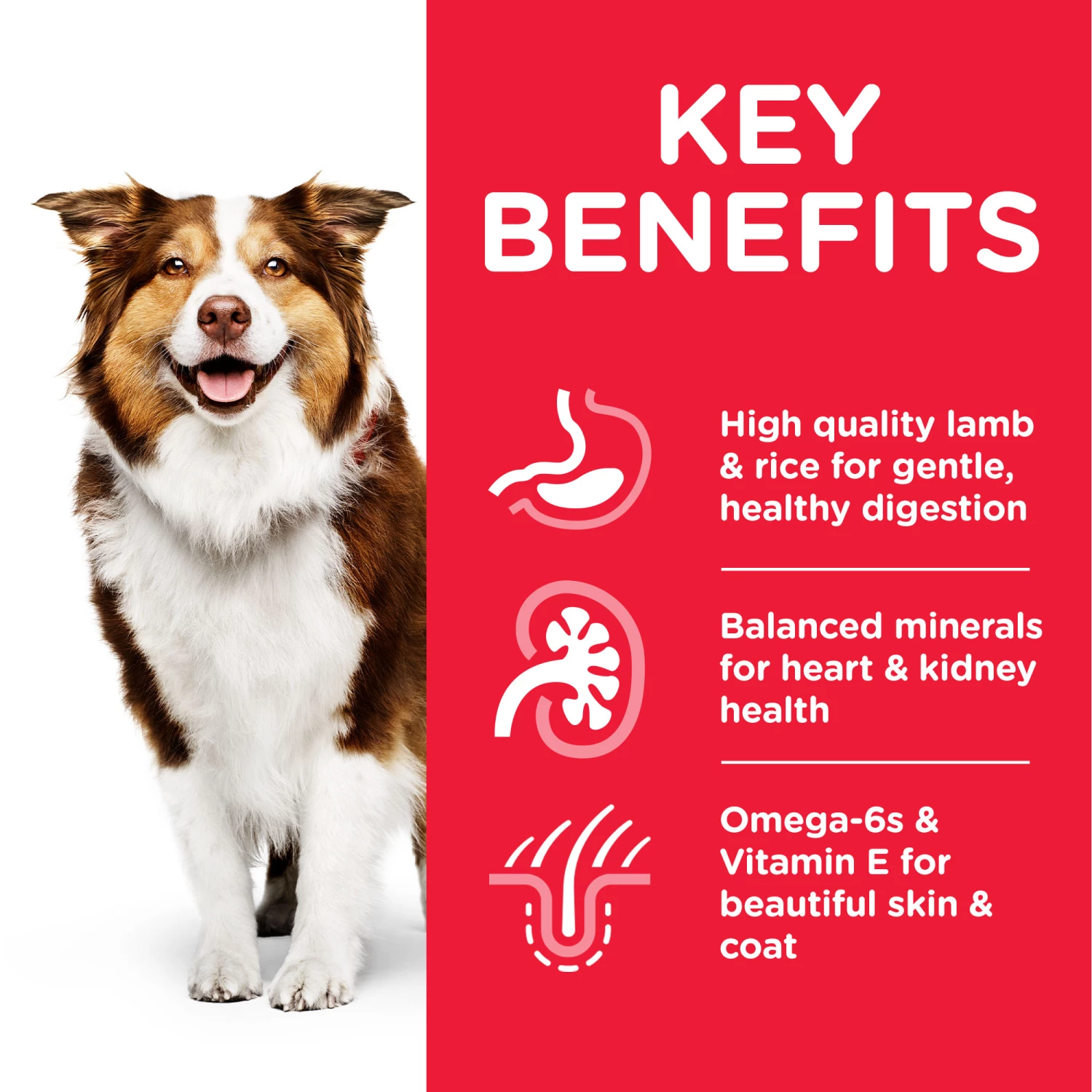 Hill's Science Plan Medium Mature Adult 7+ à L' Agneau & Riz 9 Hill's Science Plan Medium Mature Adult 7+ à L' Agneau & Riz – Image 7