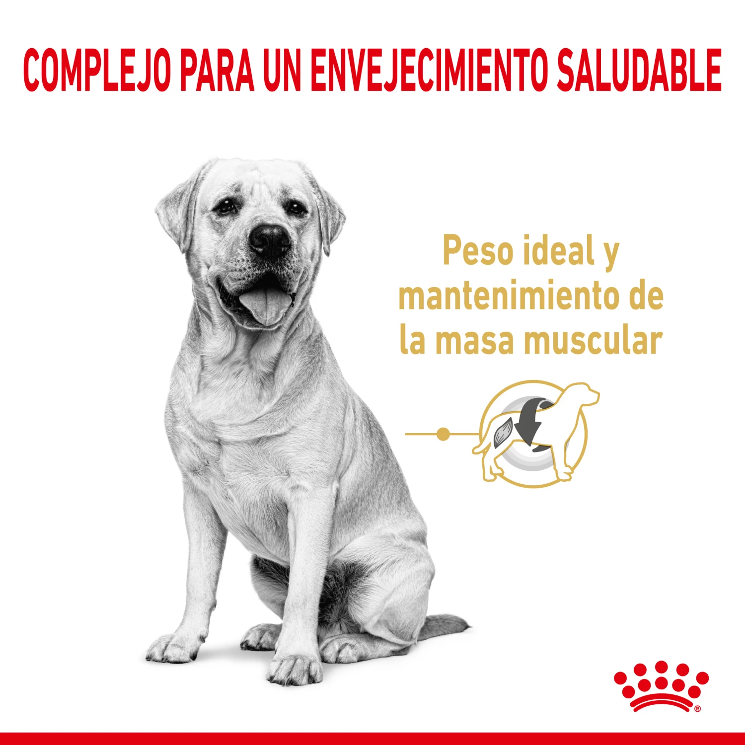Royal Canin Croquettes Pour Chien Labrador Retriever Ageing 5+ Senior 6 Royal Canin Croquettes Pour Chien Labrador Retriever Ageing 5+ Senior – Image 4