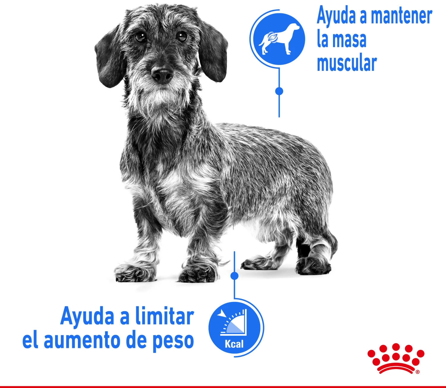Royal Canin Soins Légers X-Small Pour La Gestion Du Poids Des Chiens Miniatures 5 Royal Canin Soins Légers X-Small Pour La Gestion Du Poids Des Chiens Miniatures – Image 3