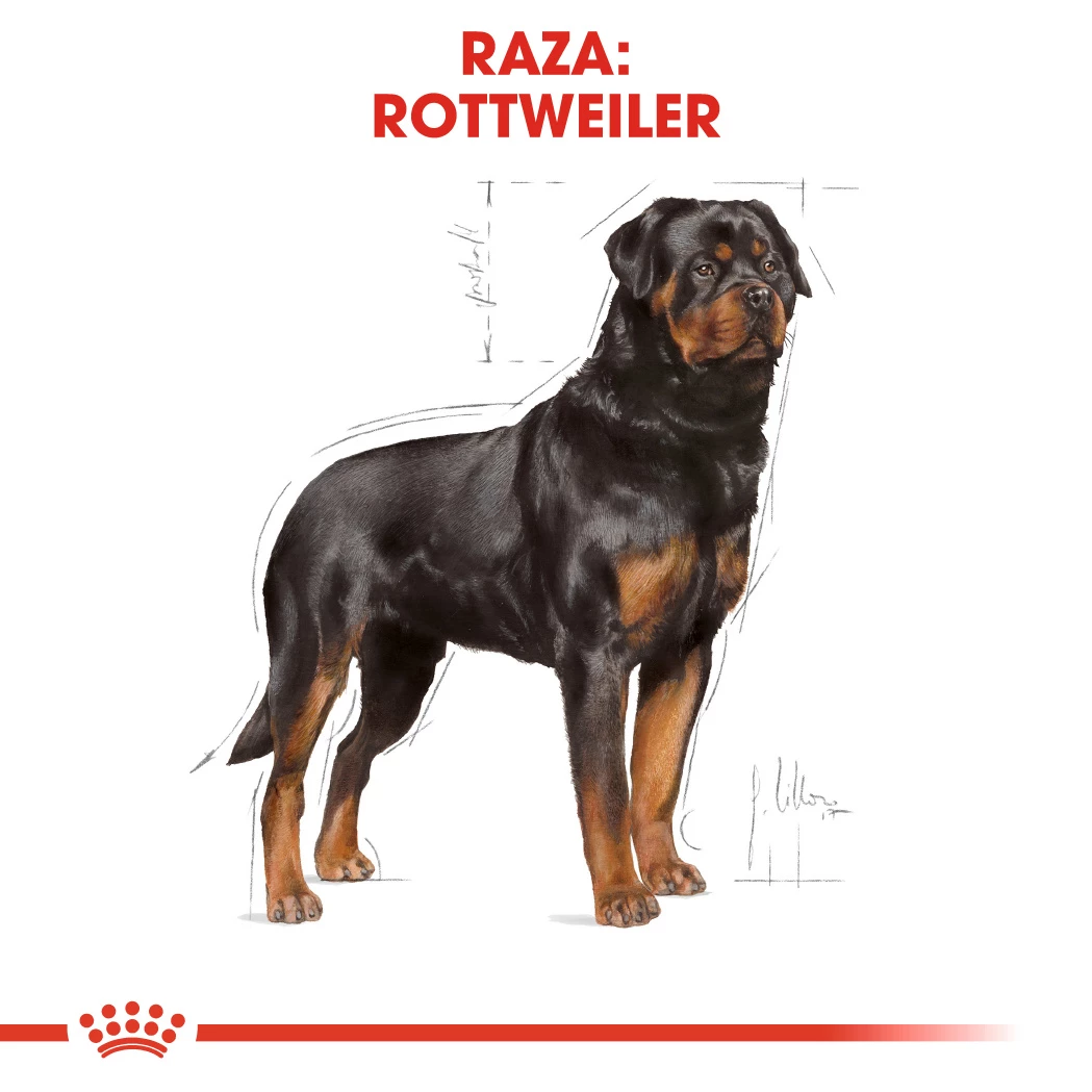 Royal Canin Tourteau Rottweiler Adult 5 Royal Canin Tourteau Rottweiler Adult – Image 3