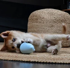 Petit Jouet Hochet Balu Jaune -Trixie Soldes Magasin 2 63e4e33f5d19e