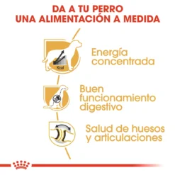 Royal Canin Nourriture Great Dane Adult -Trixie Soldes Magasin 204 4 4