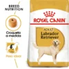 Royal Canin Labrador Retriever Adult 2 Royal Canin Labrador Retriever Adult -Trixie Soldes Magasin 28 1 0