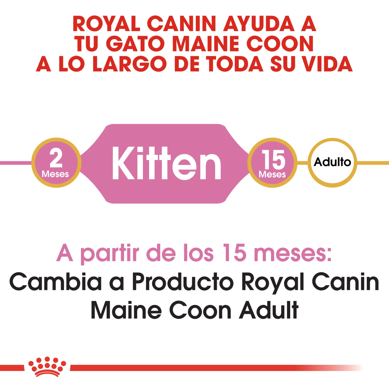 Royal Canin Maine Coon Kitten 36 Aliment Pour Chatons Maine Coon 5 Royal Canin Maine Coon Kitten 36 Aliment Pour Chatons Maine Coon – Image 3