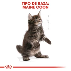 Royal Canin Maine Coon Kitten 36 Aliment Pour Chatons Maine Coon 16 Royal Canin Maine Coon Kitten 36 Aliment Pour Chatons Maine Coon -Trixie Soldes Magasin 3466 4