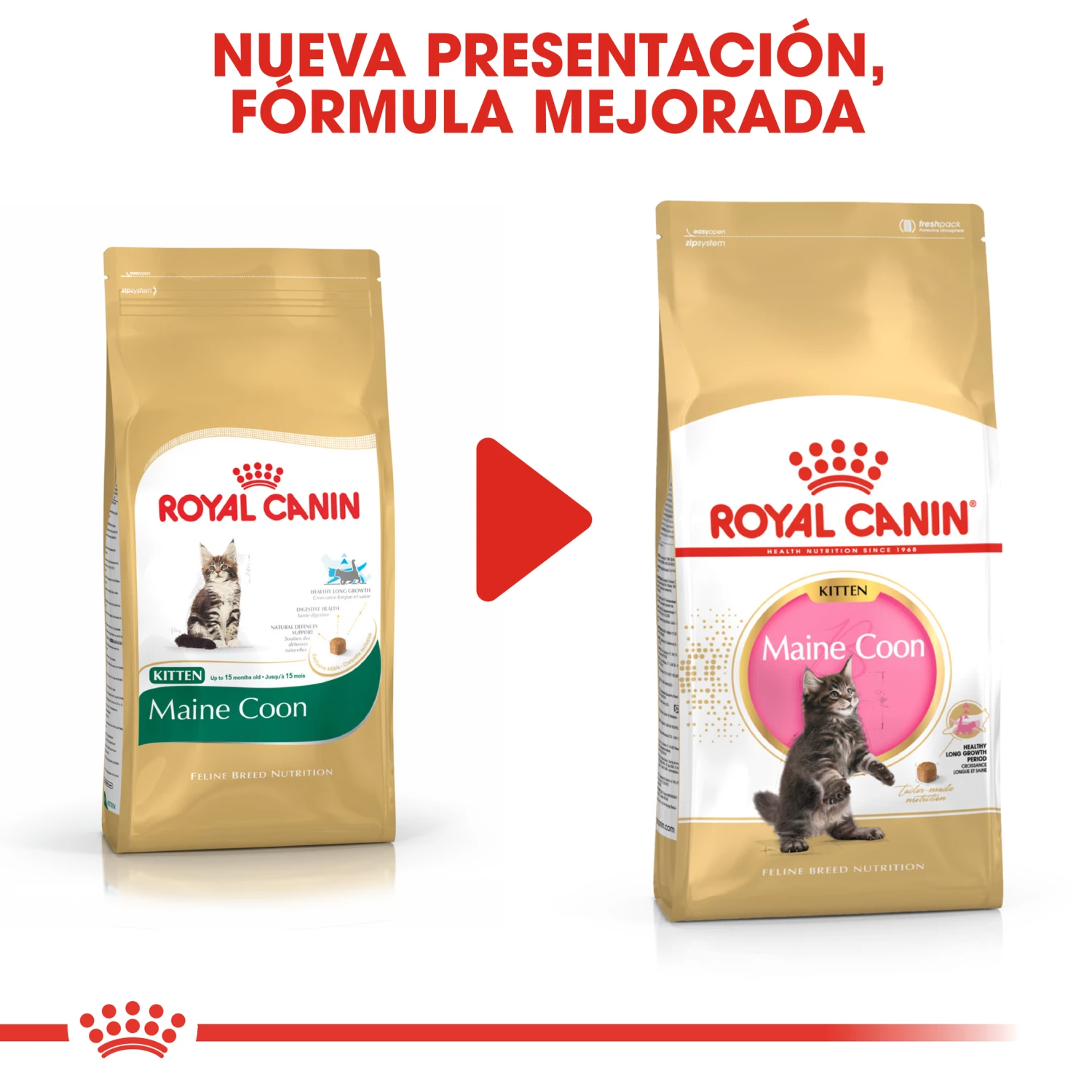 Royal Canin Maine Coon Kitten 36 Aliment Pour Chatons Maine Coon 10 Royal Canin Maine Coon Kitten 36 Aliment Pour Chatons Maine Coon – Image 8
