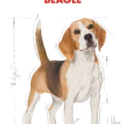 Royal Canin Beagle Adult -Trixie Soldes Magasin 39613 3 2
