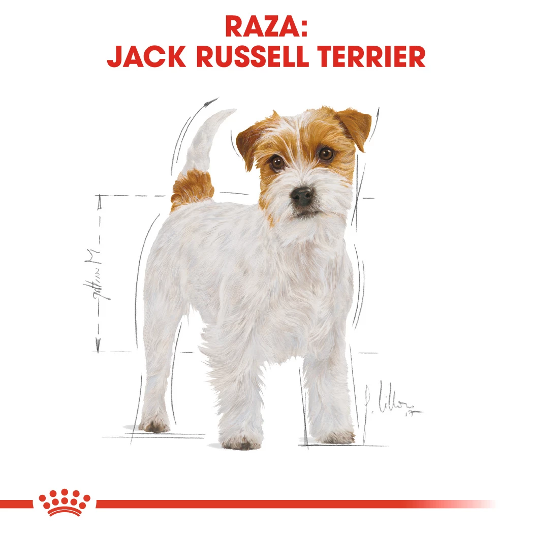 Royal Canin Jack Russell Adult 5 Royal Canin Jack Russell Adult – Image 3