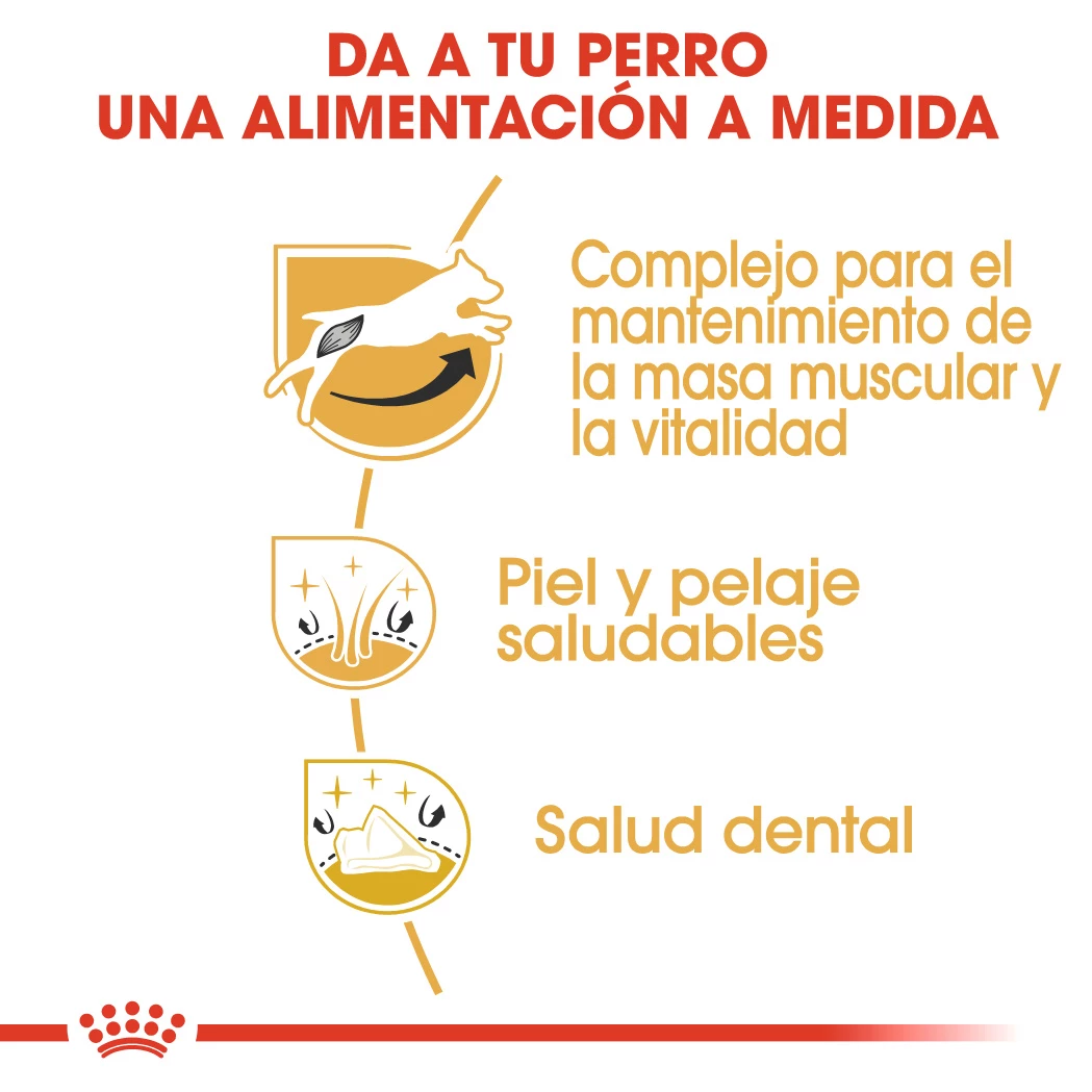 Royal Canin Jack Russell Adult 6 Royal Canin Jack Russell Adult – Image 4