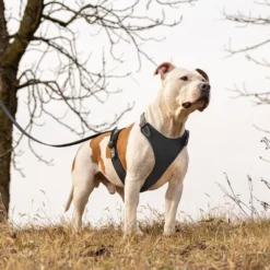 Ferplast Harnais One Touch Giotto Marron -Trixie Soldes Magasin 4 0190017458 1800x1800 63b176d21f29e