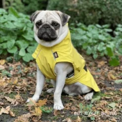 Trixie Imperméable Vimy Jaune -Trixie Soldes Magasin 426360 trixie raincoat dog jacket vimy yellow 3 3 300x300 3