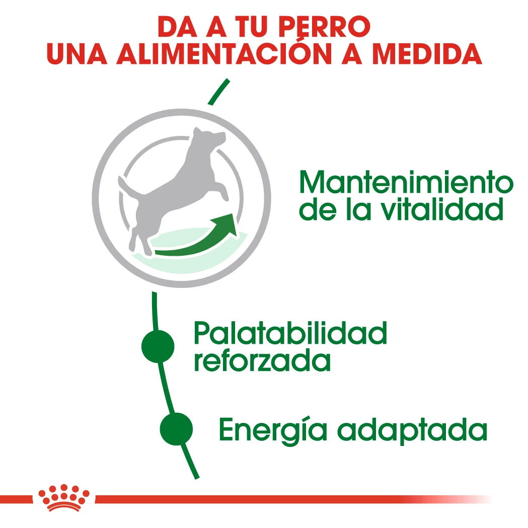 Royal Canin Mini Adult 8+Croquettes Pour Chiens Seniors De Petite Race 6 Royal Canin Mini Adult 8+Croquettes Pour Chiens Seniors De Petite Race – Image 4