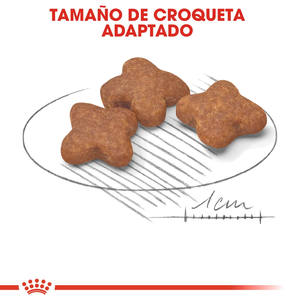 Royal Canin Mini Adult 8+Croquettes Pour Chiens Seniors De Petite Race 7 Royal Canin Mini Adult 8+Croquettes Pour Chiens Seniors De Petite Race – Image 5