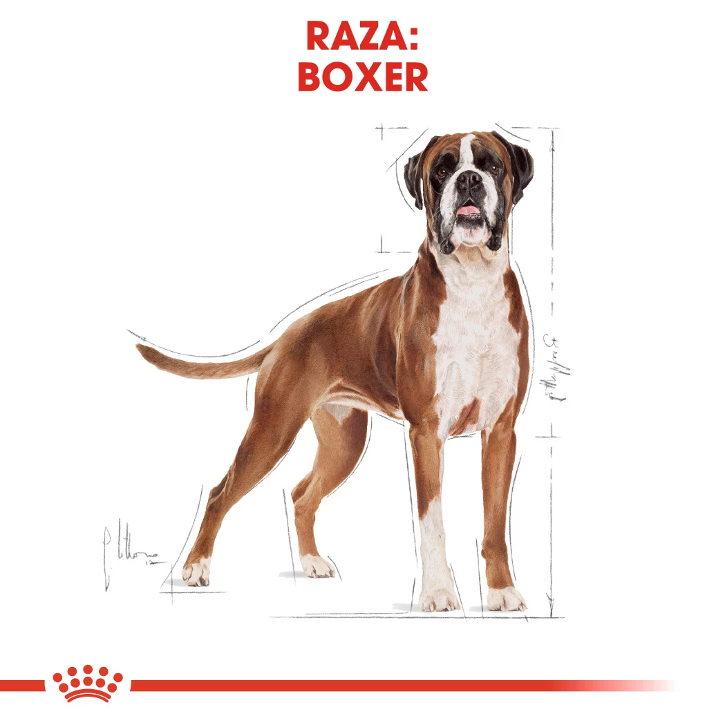 Royal Canin Boxer Adult 5 Royal Canin Boxer Adult – Image 3