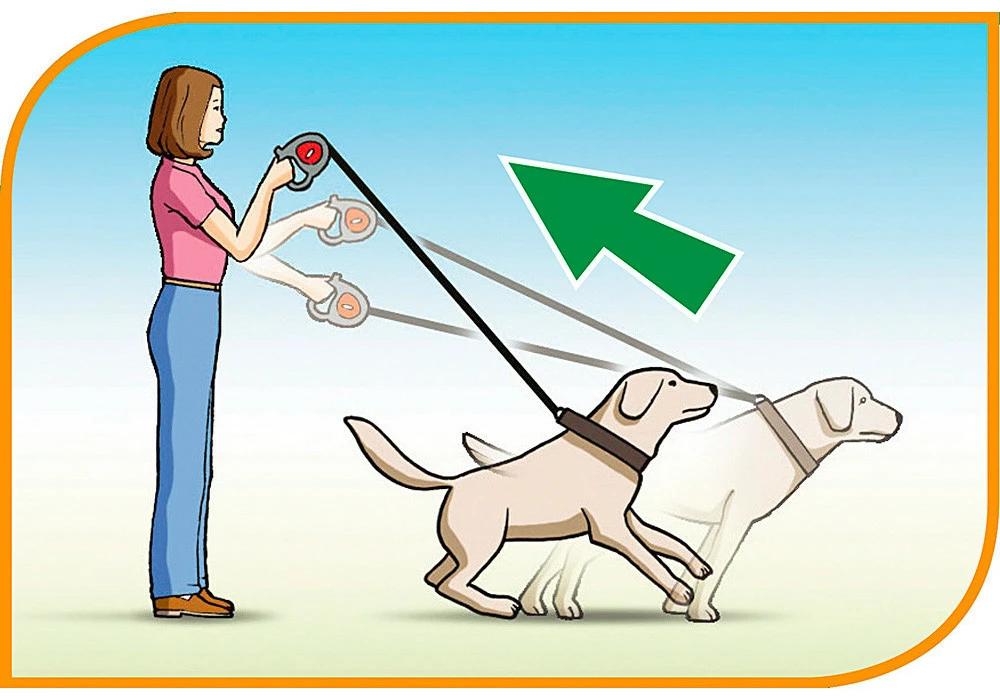 Ferplast Bande De Contrôle Flippy Bordeaux 5 Ferplast Bande De Contrôle Flippy Bordeaux – Image 3