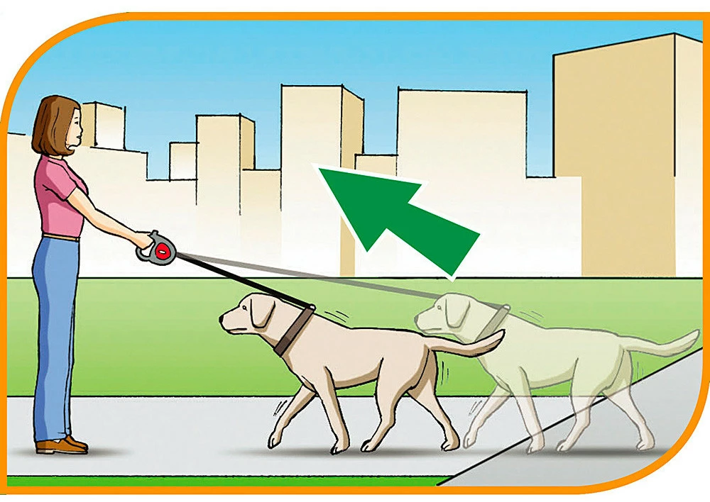 Ferplast Bande De Contrôle Flippy Bordeaux 4 Ferplast Bande De Contrôle Flippy Bordeaux – Image 2