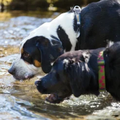 Ruffwear Obsidian Black Dog Collier Hoopie -Trixie Soldes Magasin 71Vh1sqQ8wL AC SL1200 62dfc7f7e7b29
