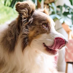 Beaphar Pâte Multi-Vitamines Chien -Trixie Soldes Magasin 8711231129522 1 62f1277f83994