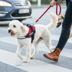 Julius K9 IDC Harnais Orange Power -Trixie Soldes Magasin A62U0616 6272315745920