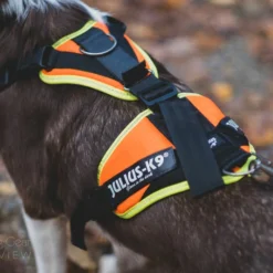Julius K9 Harnais Mantrailing Orange Et Néon Pour Chiens -Trixie Soldes Magasin Arnes Mantrailing Naranja y Neon para Perros de julius k9 6478a9377f142