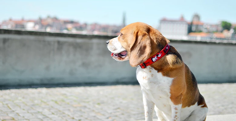 Dashi Collier Vintage Betty 4 Dashi Collier Vintage Betty – Image 2