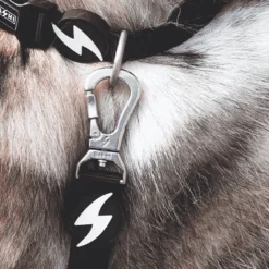 Dashi Laisse Solid Black -Trixie Soldes Magasin Black Lifestyle SiteBlack Leash 624abee9efab6