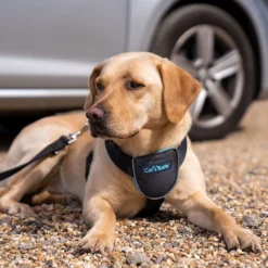 The Company Of Animals Carsafe Dog Voyage Black Harness -Trixie Soldes Magasin COA29021B COA29121B COA29221B COA29321B 7 637cd8024a264