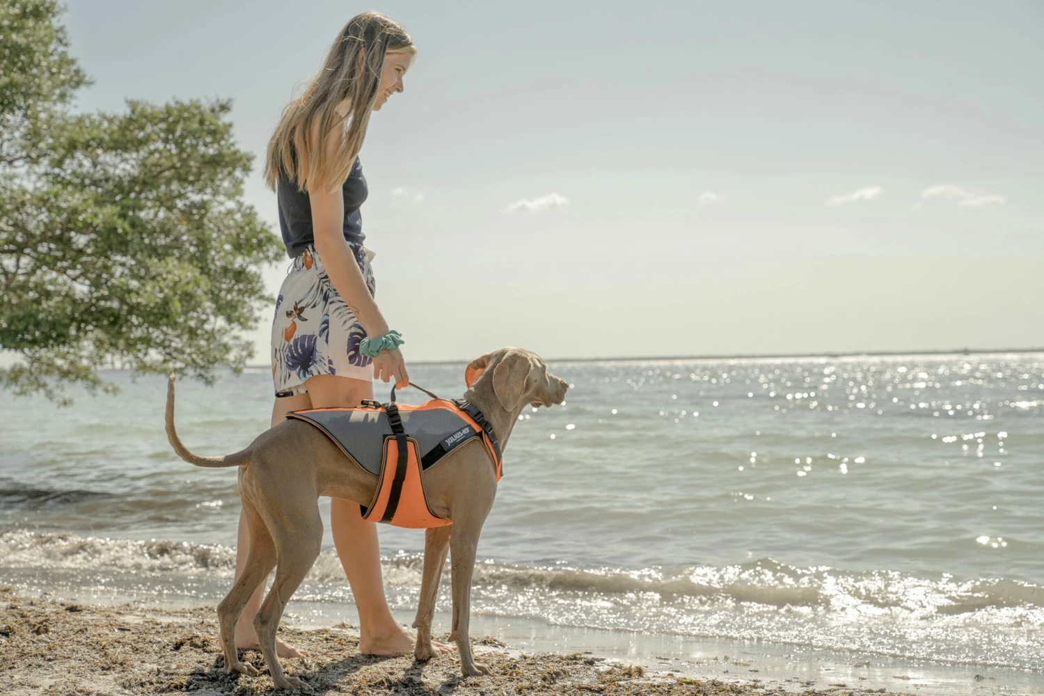 Julius K9 Gilet De Sécurité Multifonctionnel 3 En 1 Pour Chiens 4 Julius K9 Gilet De Sécurité Multifonctionnel 3 En 1 Pour Chiens – Image 2