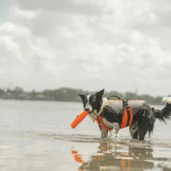 Julius K9 Gilet De Sécurité Multifonctionnel 3 En 1 Pour Chiens 7 Julius K9 Gilet De Sécurité Multifonctionnel 3 En 1 Pour Chiens -Trixie Soldes Magasin Chaleco Seguridad 4 In 1 Multifunctional para Perros 6478a53c50032 scaled