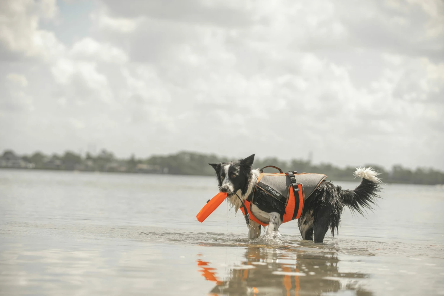 Julius K9 Gilet De Sécurité Multifonctionnel 3 En 1 Pour Chiens 5 Julius K9 Gilet De Sécurité Multifonctionnel 3 En 1 Pour Chiens – Image 3