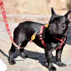 Dashi Laisse Dogtanian -Trixie Soldes Magasin DOGTANIAN2 2 624ab8ef3c000