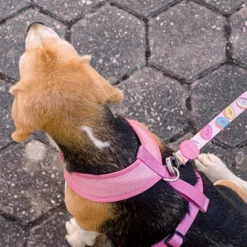 Dashi Laisse Donut -Trixie Soldes Magasin Donut Lifestyle SiteLeash 2 1 624ab97151a18