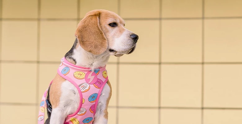 Dashi Harnais Donut Neo 5 Dashi Harnais Donut Neo – Image 3