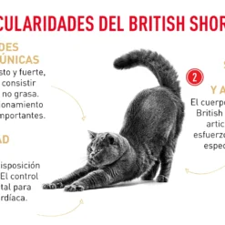 Royal Canin Tourteau British Shorthair 17 Royal Canin Tourteau British Shorthair -Trixie Soldes Magasin FBN Adult BritishShorth desk ES mod4 62f5091634ce0