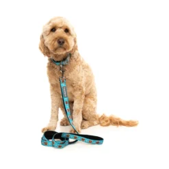 FuzzYard Correa De Nepreno Fuzz Bear Para Perros -Trixie Soldes Magasin FZCL433 5 Collar FuzzBear Dog01 1 ff30f0a8 ac25 42c6 ba67 0067c329eabc 1024x1024 63fdd0a11aaa9