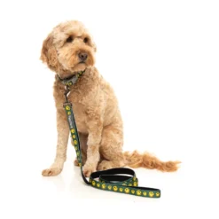 FuzzYard Biggie Smiles Laisse En Néoprène Pour Chiens -Trixie Soldes Magasin FZCL489 91 Collar BiggieSmiles Dog03 8562f991 5034 4a8f bfd6 69e044c7c792 1024x1024 63f4a5debae5d