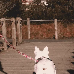 Dashi Laisse Flamingo -Trixie Soldes Magasin Flamingo Lifestyle SiteFlamingo Leash 1 624ab94b369e4