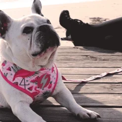 Dashi Harnais Flamingo Neo -Trixie Soldes Magasin Flamingo Lifestyle SiteFlamingo Mesh 1 624ab50609f7b