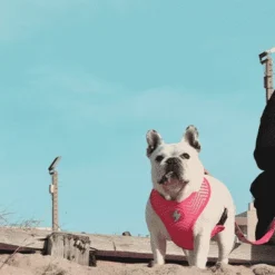 Dashi Harnais Flamingo Neo -Trixie Soldes Magasin Flamingo Lifestyle SiteFlamingo Mesh 2 624ab50761ada