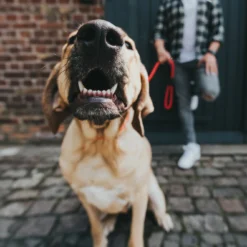 Hunter Laisse Freestyle Pour Chiens Couleur Marron -Trixie Soldes Magasin HU39105 1 62b045f18b588