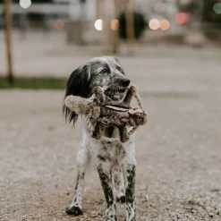 Hunter Écureuil Train Train Train Train De La Faune -Trixie Soldes Magasin HU44544 1 637df1884acaf
