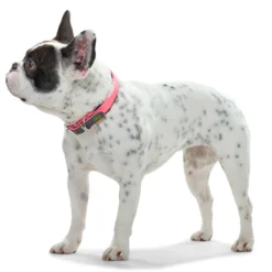 Hunter Collier De Commodité Pour Chiens Couleur Orange Fluo -Trixie Soldes Magasin HU63084 HU63090 HU63096 HU63102 HU63108 2 62ac6079d4853